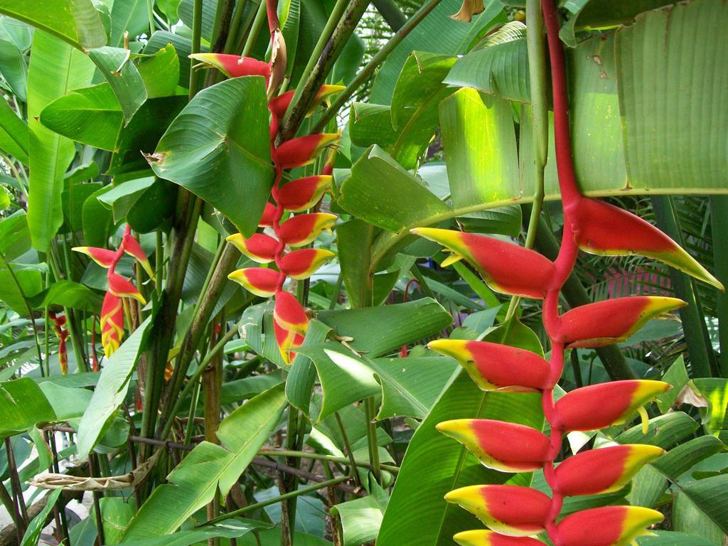 Posada El Jardin Ticul Ngoại thất bức ảnh