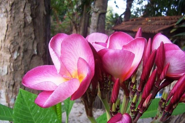 Posada El Jardin Ticul Ngoại thất bức ảnh