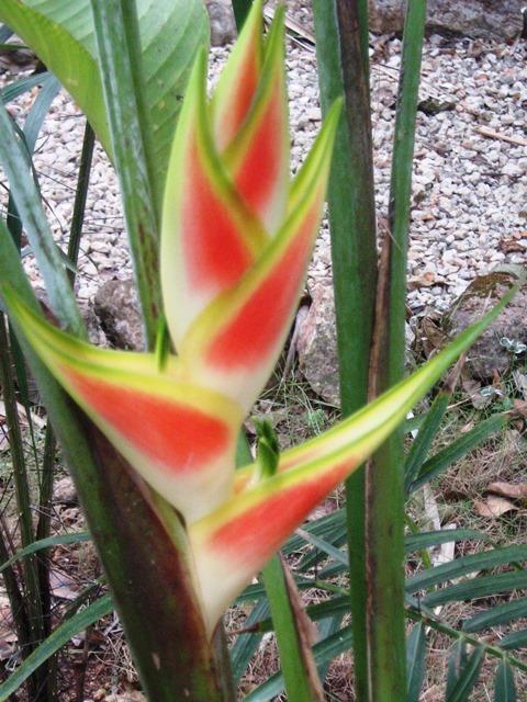 Posada El Jardin Ticul Ngoại thất bức ảnh