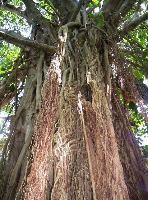 Posada El Jardin Ticul Ngoại thất bức ảnh